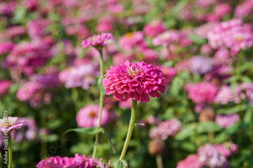 pink Zinnia flower field 