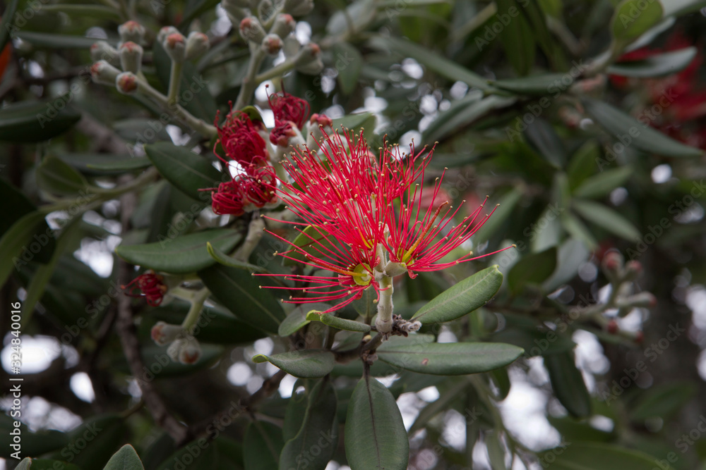 Flowers New Zealand. Pohutukawa. Christmas tree. Flowers New Zealand. Pohutukawa. Christmas tree.