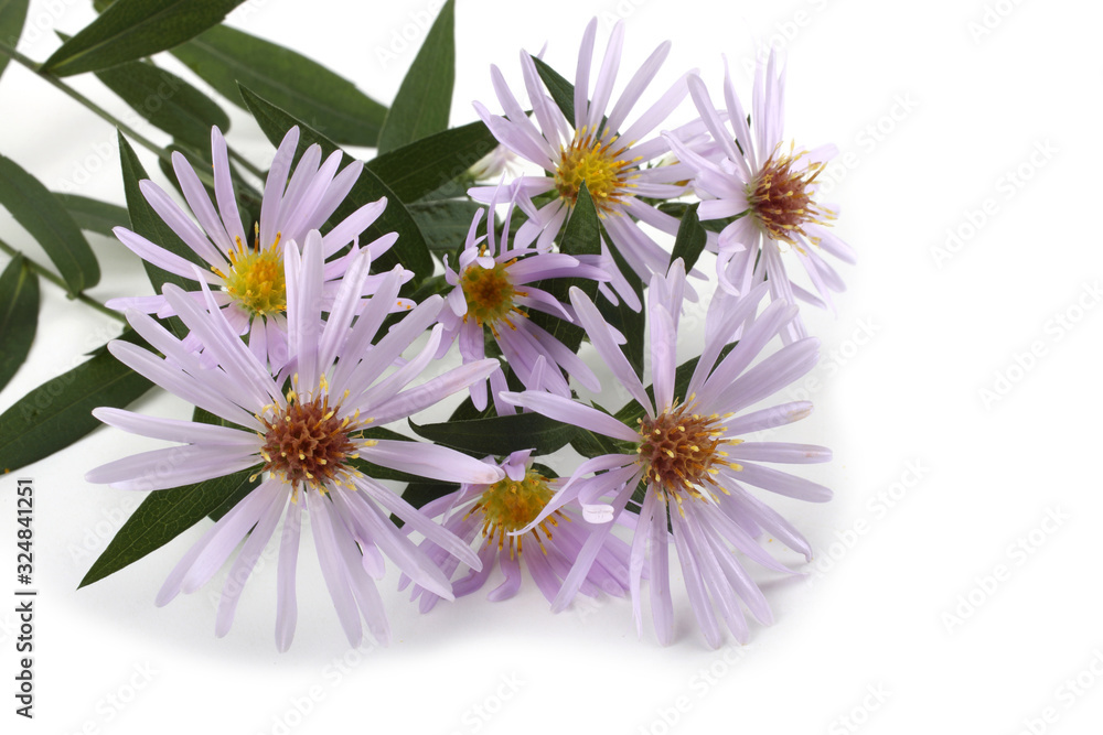 Wild asters isolated on white Wild asters isolated on white