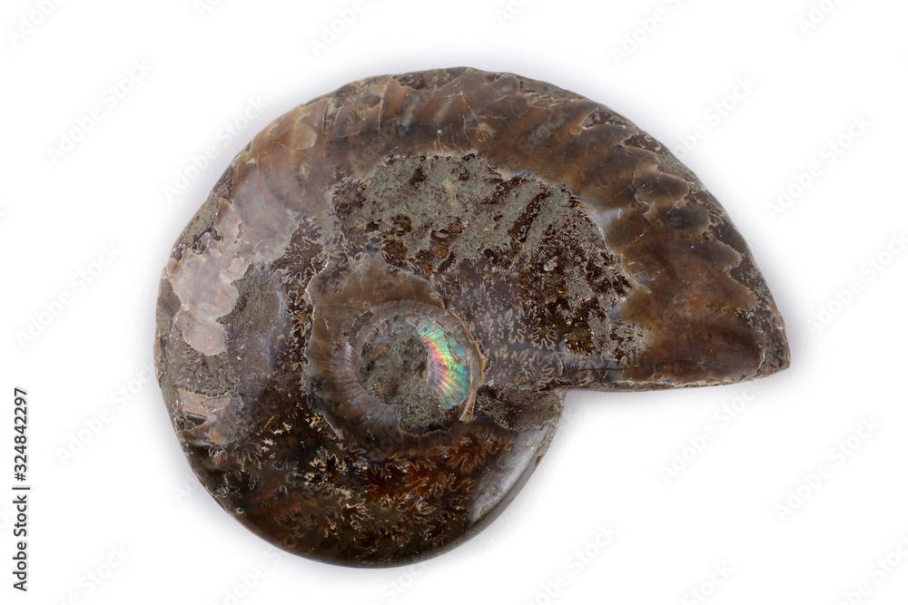 Ammonite isolated on white Ammonite isolated on white