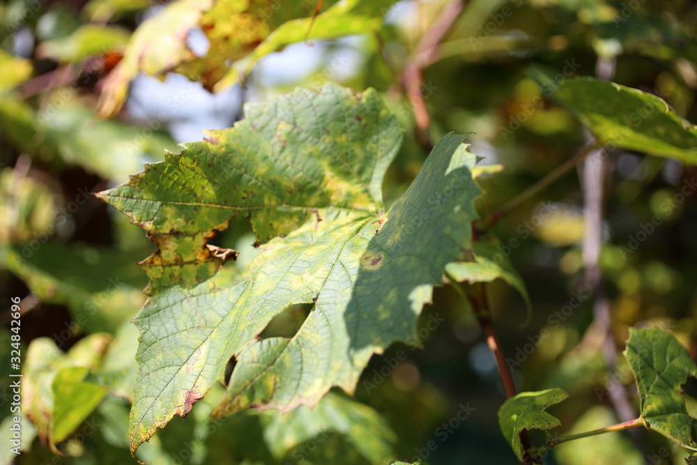 Autumn grape plant Autumn grape plant