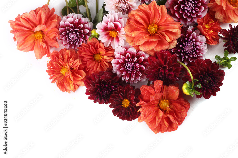 Dahlia flowers isolated on white Dahlia flowers isolated on white