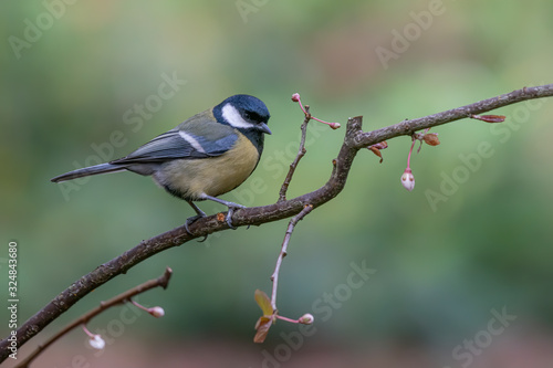 Great Tit (Parus major) on a branch in the forest of Noord Brabant in the Netherlands. 
