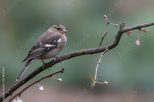 Common Chaffinch (Fringilla coelebs) on a branch in the forest of Noord Brabant in the Netherlands. 