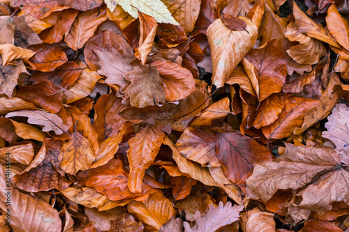 Autumn foliage that fell from the trees lies on the ground with an even layer of grass. Photo top view for wallpaper