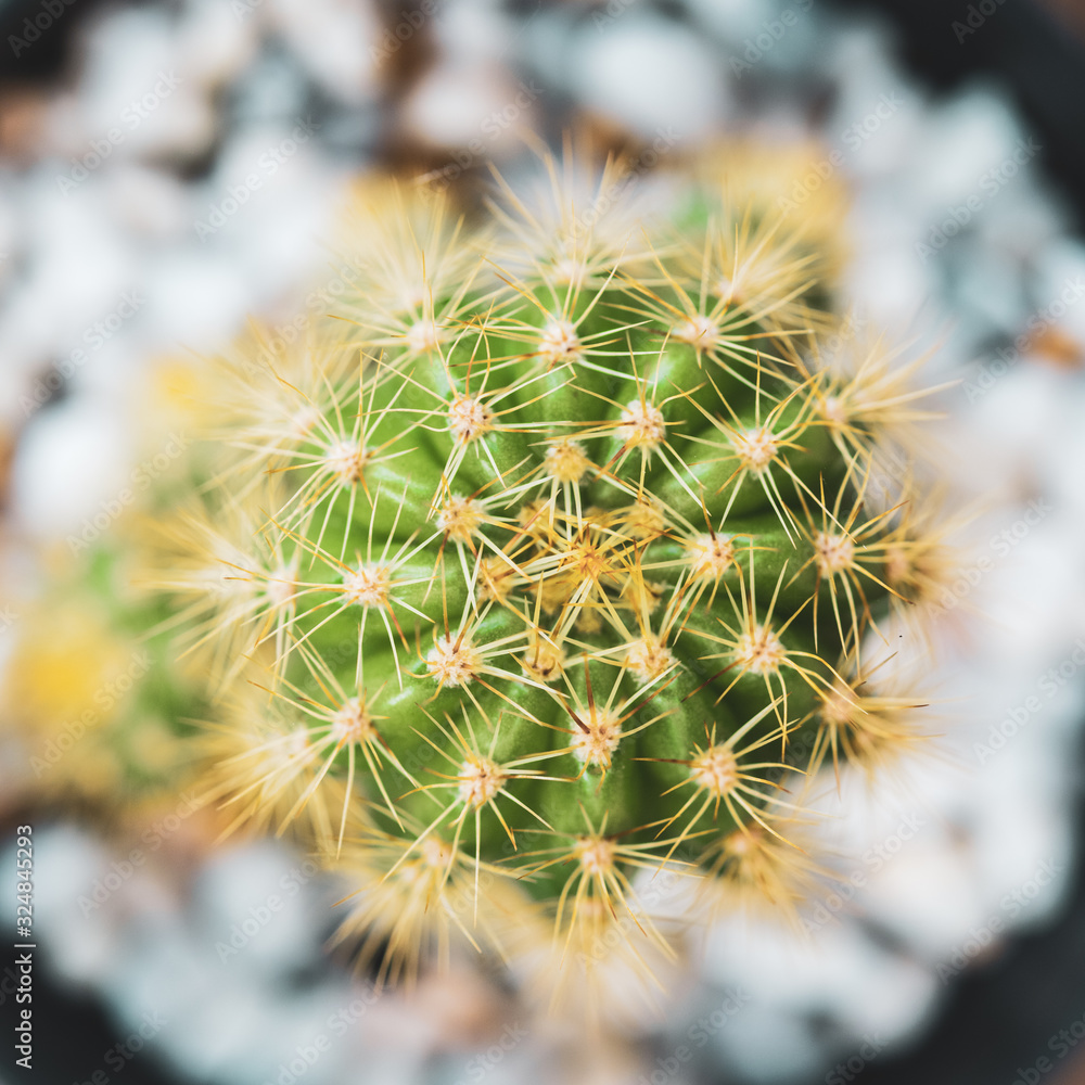 thorn cactus texture background, close up. thorn cactus texture background, close up.