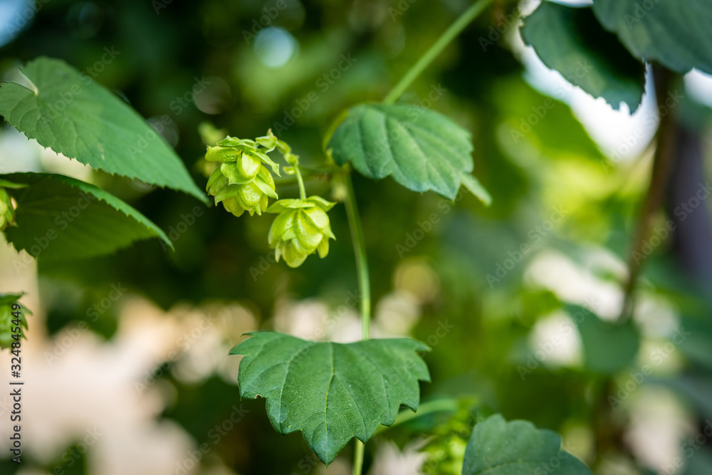 Green fresh Hop flowers and leaves growing in hop yard.(Humulus lupulus) Green fresh Hop flowers and leaves growing in hop yard.(Humulus lupulus)