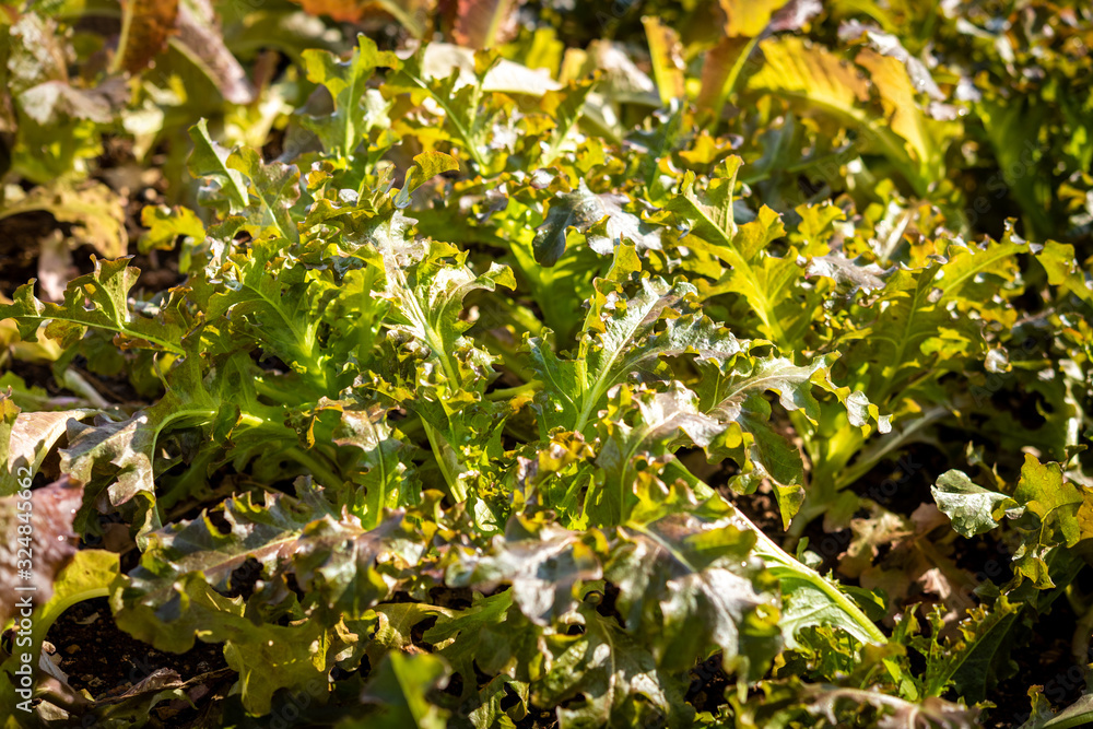 organic green oak leaf lettuce and red oak lettuce on healthy vegetables salad food background organic green oak leaf lettuce and red oak lettuce on healthy vegetables salad food background