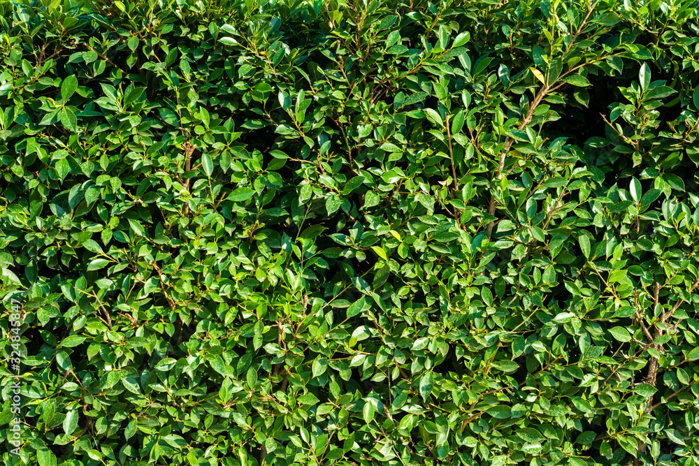 Wall of green leaves backgrounds.
