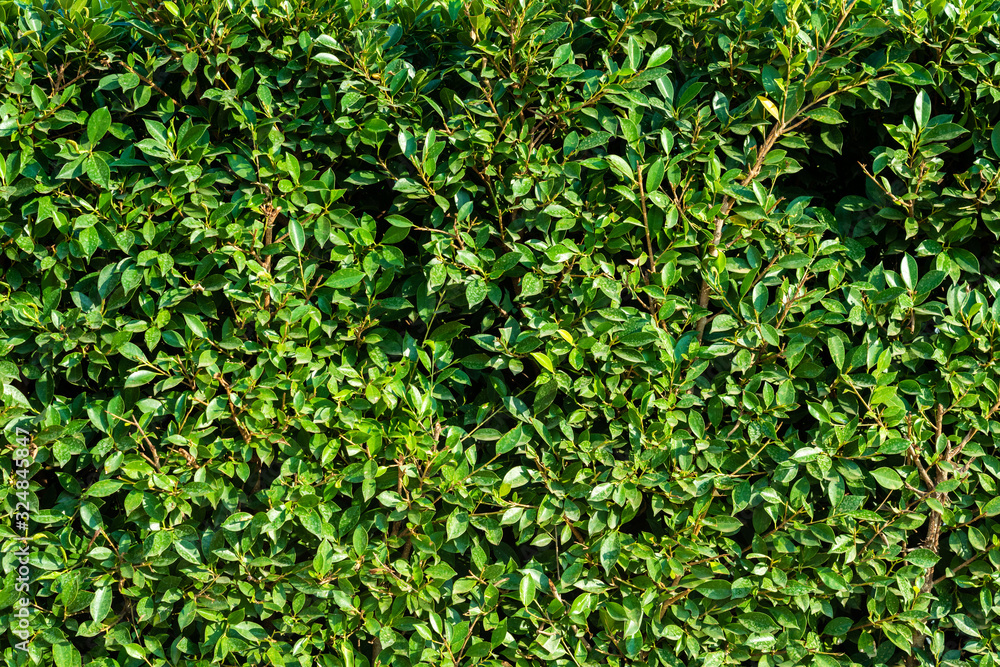 Wall of green leaves backgrounds. Wall of green leaves backgrounds.