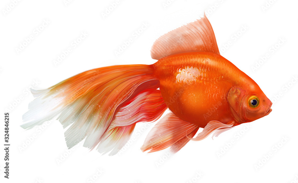 Fototapeta premium aquarium golden fish