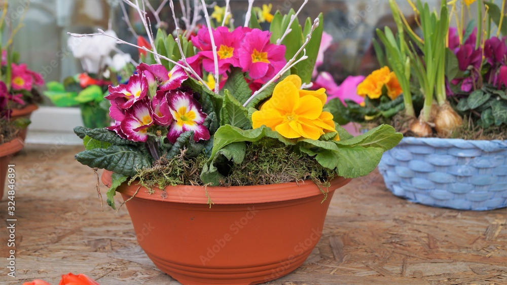 spring arrangement of bright flowers in a pot