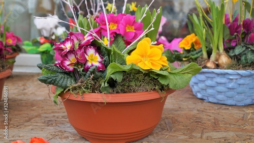 Fototapeta Naklejka Na Ścianę i Meble -  spring arrangement of bright flowers in a pot