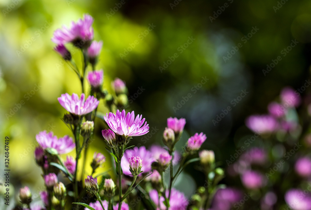 Macro close-up bouquet of the blooming buds of Aster amellus. Macro close-up bouquet of the blooming buds of Aster amellus.