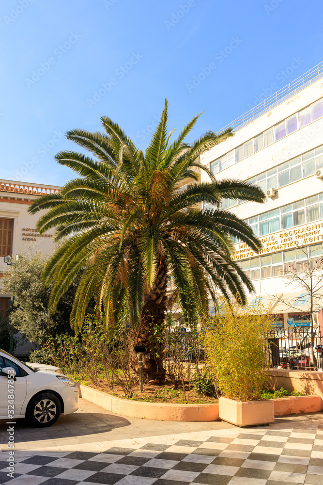 palm trees in Thessaloniki