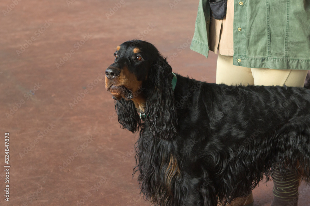 black and tan, brown English Cocker Spaniel dog is training with his mistress