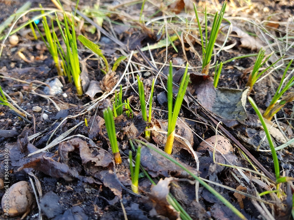 the first sprouts after a winter in the snow the first sprouts after a winter in the snow