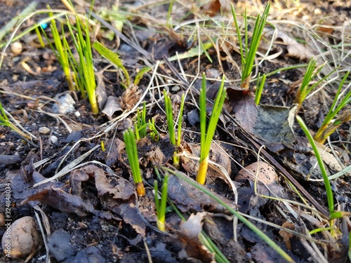 the first sprouts after a winter in the snow