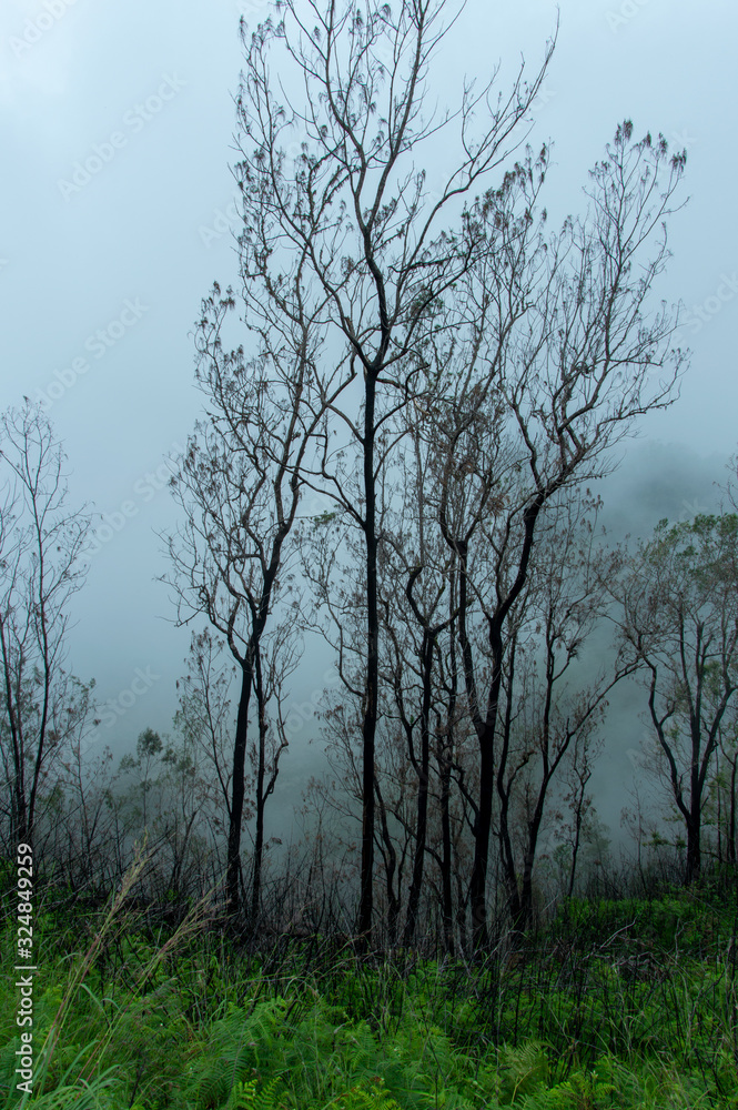 dead trees in the clouds on the area around the Wawo muda volcano in Flores in Indonesia dead trees in the clouds on the area around the Wawo muda volcano in Flores in Indonesia