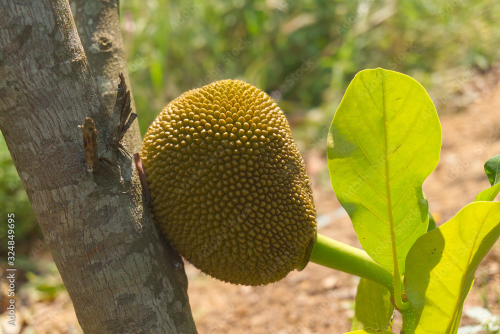 jackfruit hung on the jackfruit tree. jackfruit hung on the jackfruit tree.