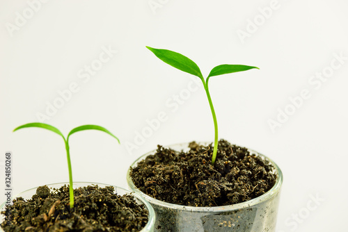Home grown garden plant