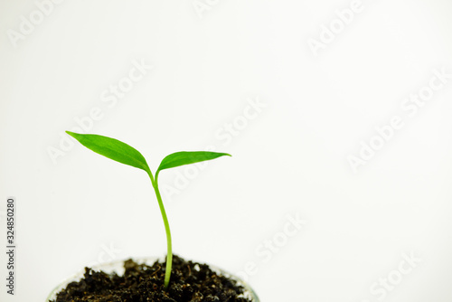 Young plant
