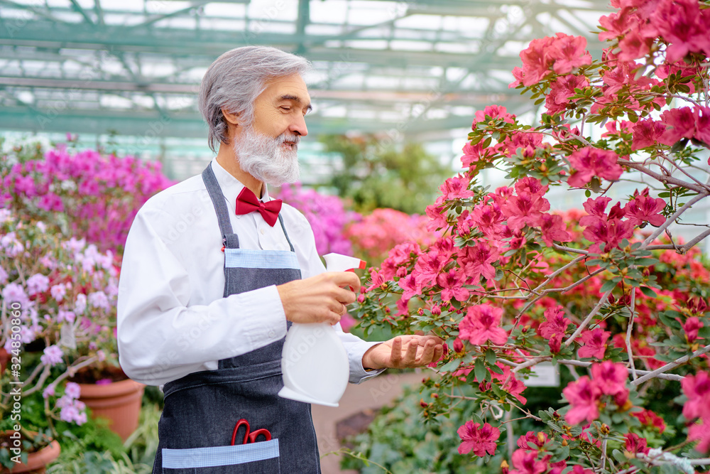 Hobby and Profession. Handsome gardener. Senior bearded man spray flowers at greenhouse.
