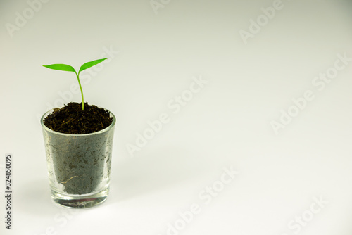 plant in pot