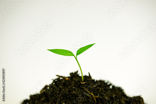 Young garden plant