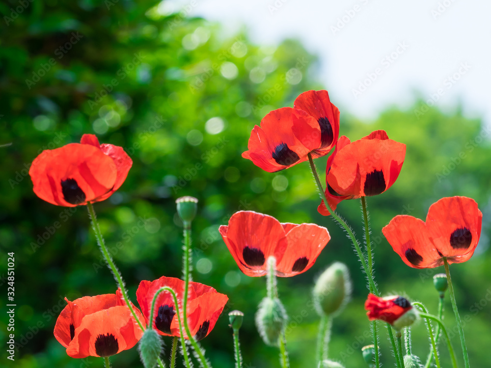 Fototapeta premium ポピー poppy 7