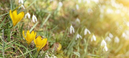 Obraz na płótnie spring awakening - green meadow with blooming crocus and snowdrops illuminated b