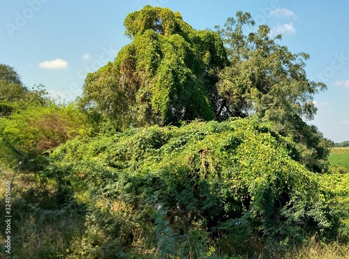 landscape with trees and blue sky