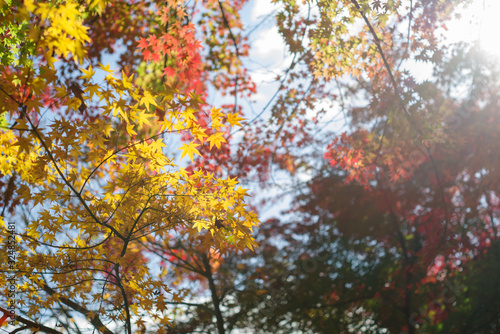 木漏れ日と色づくイロハモミジ　秋イメージ