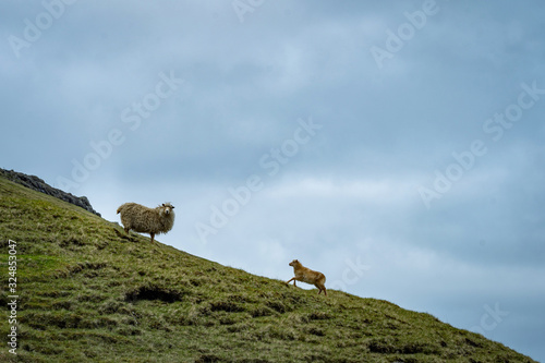 Mother with baby sheep in Faroe Islands.