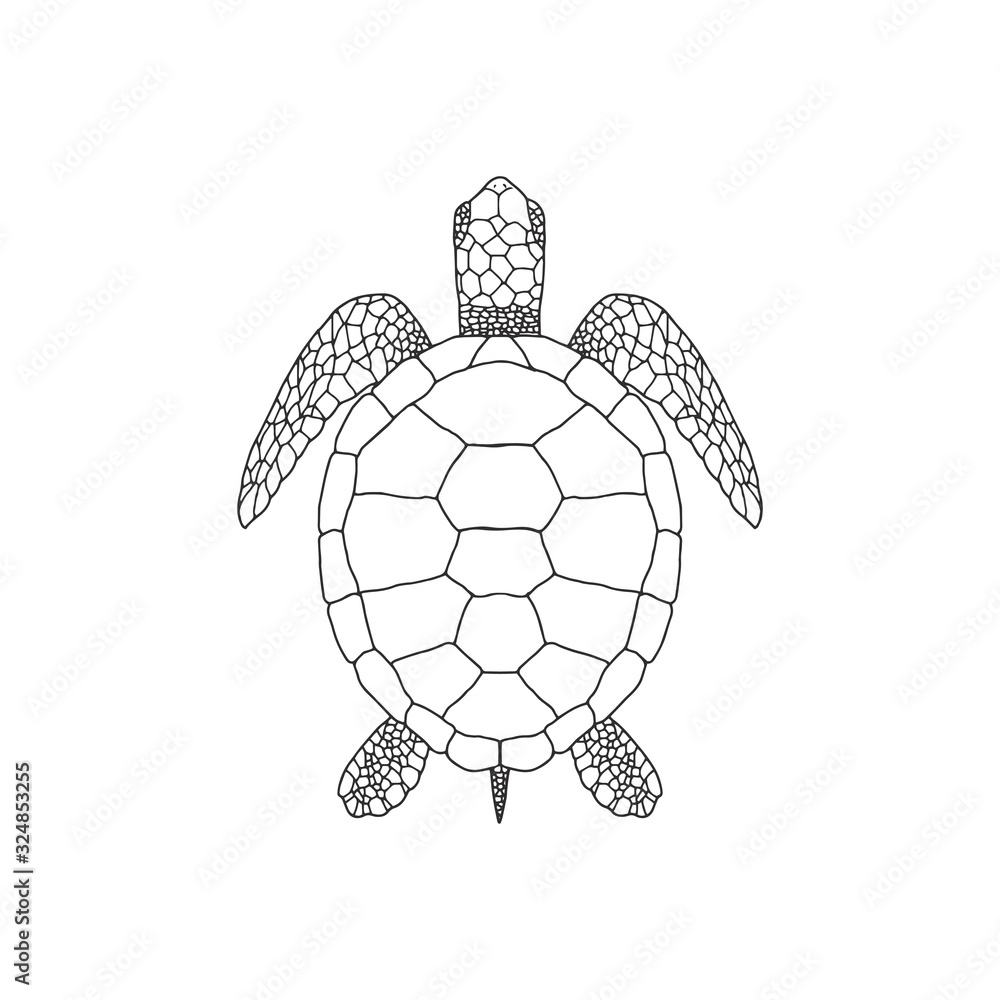 Obraz premium Elegant linear illustration of sea turtle isolated on white background. Underwater creature hand drawn realistic vector sketch drawing.