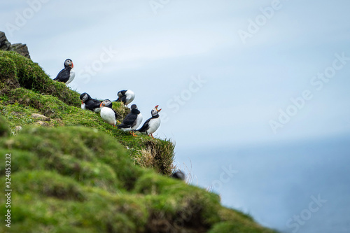 Many cute Atlantic Puffin (Fratercula arctica) are nesting in Mykines island, Faroe Islands.