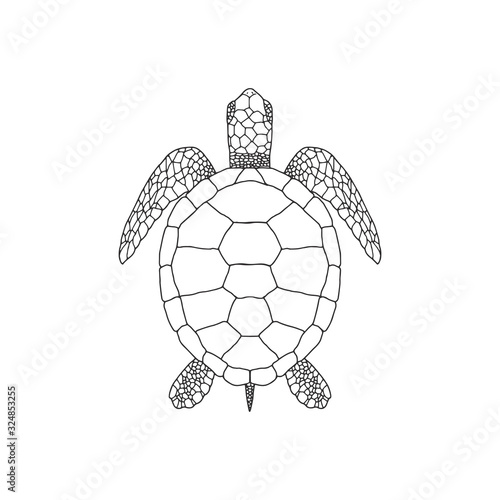 Elegant linear illustration of sea turtle isolated on white background. Underwater creature hand drawn realistic vector sketch drawing.