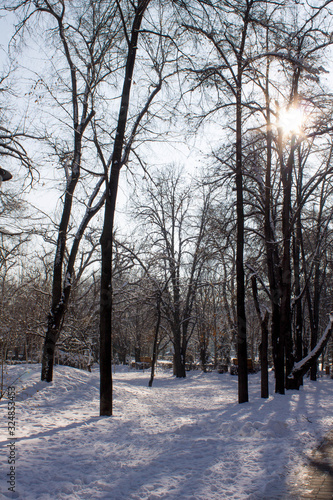 winter in the park