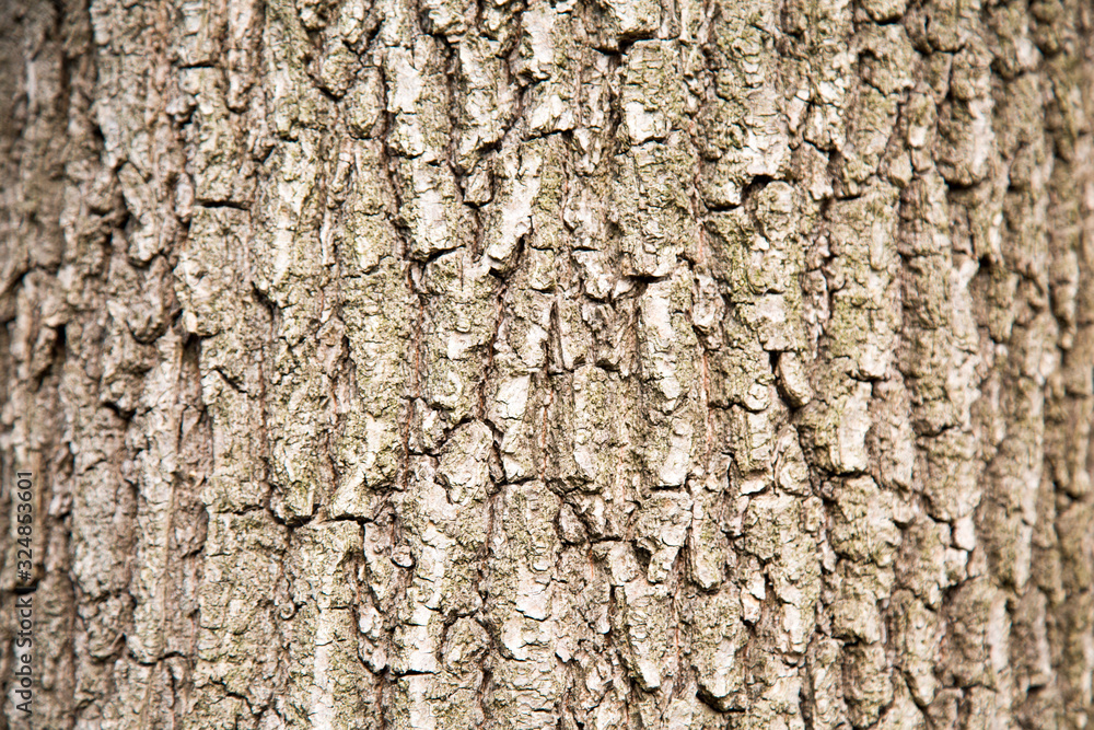 Naklejka premium Linden bark background with clear pattern of tree structure on a clear Sunny day, backgrounds texture design.