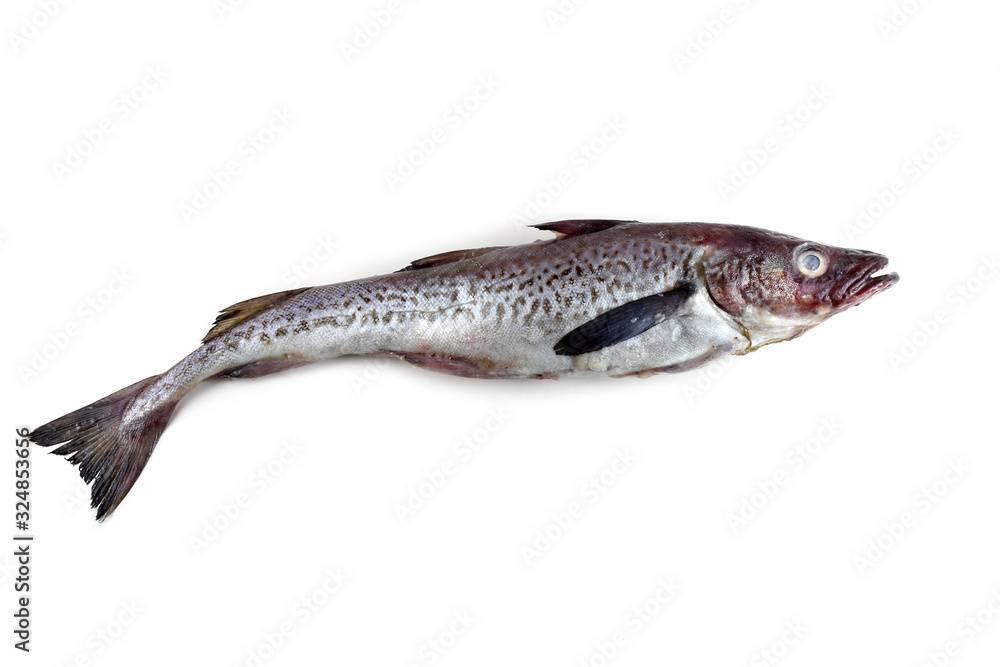 Alaska pollock Alaska pollock