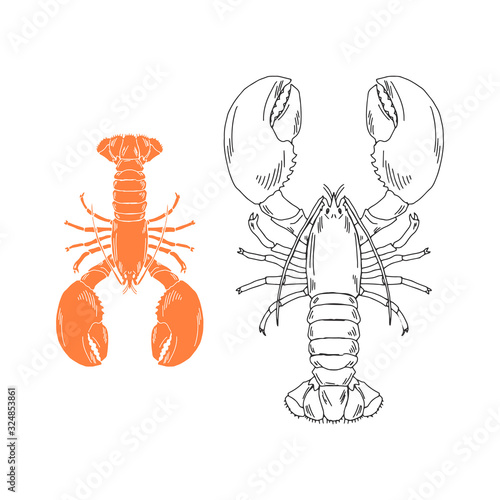 Elegant linear illustration of lobster isolated on white background. Underwater creature hand drawn realistic vector sketch drawing. Sea food logo template.