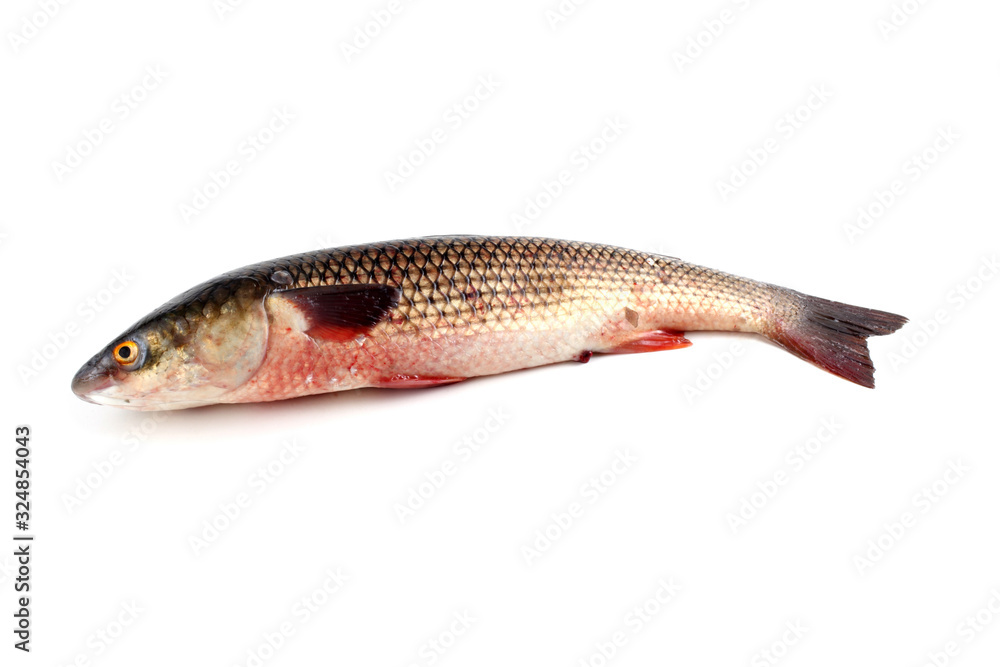 Pelengas (Liza haematocheilus, so-iuy mullet) Pelengas (Liza haematocheilus, so-iuy mullet)