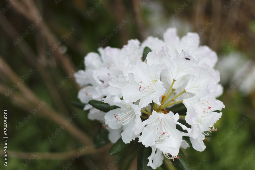 Azalea big white flowers in the spring. Azalea big white flowers in the spring.