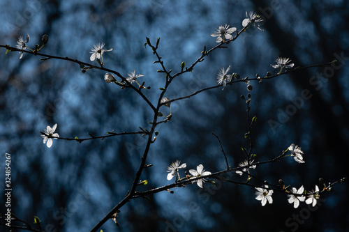 Premières fleurs d'un arbuste au printemps photo