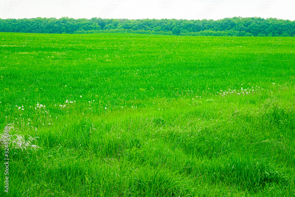 Beautiful green grassy field in a meadow in a public park in the morning after rain. Natural green background. Beautiful green grassy field in a meadow in a public park in the morning after rain. Natural green background.