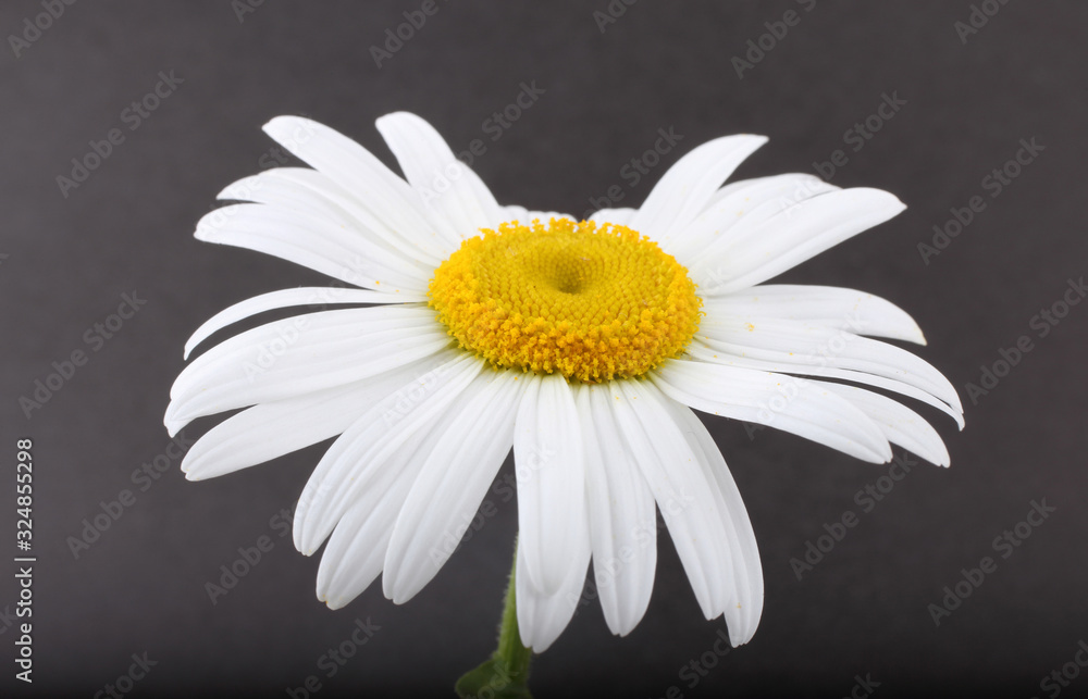 White chamomile on black background White chamomile on black background