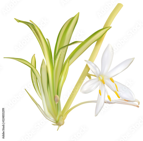 Young chlorophytum plant with white flower and roots, mesh, vector