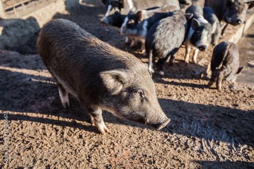 Vietnamese Pot-bellied pigs farm