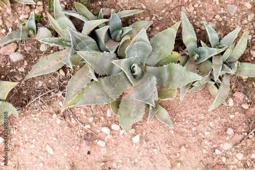 Maguey agave