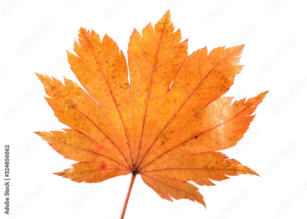 Autumn maple leaf Autumn maple leaf
